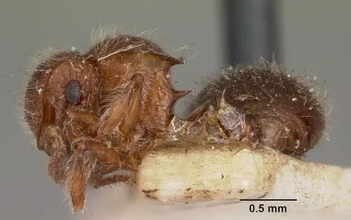 Meranoplus radamae - CASENT0104611