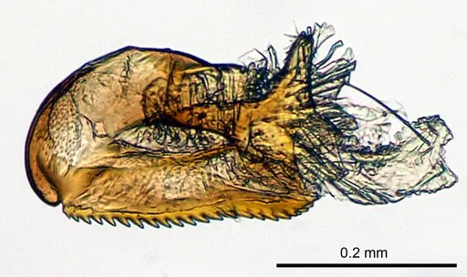 Meranoplus radamae - CASENT0115117