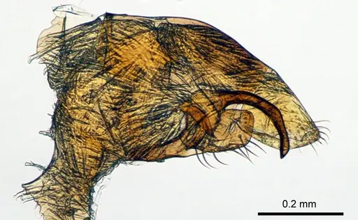 Meranoplus radamae - CASENT0115117