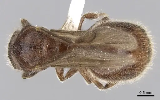 Meranoplus radamae - CASENT0317524