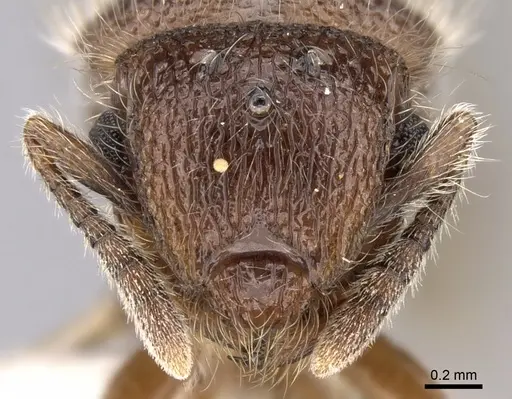 Meranoplus radamae - CASENT0317524