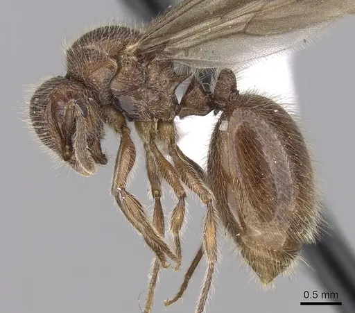 Meranoplus radamae - CASENT0317524