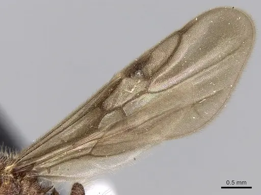 Meranoplus radamae - CASENT0317524