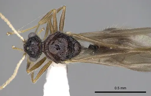 Meranoplus radamae - CASENT0317525