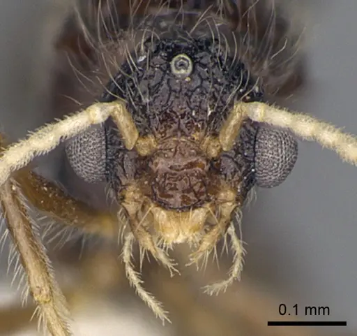 Meranoplus radamae - CASENT0317525