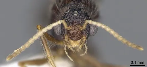 Meranoplus radamae - CASENT0317525