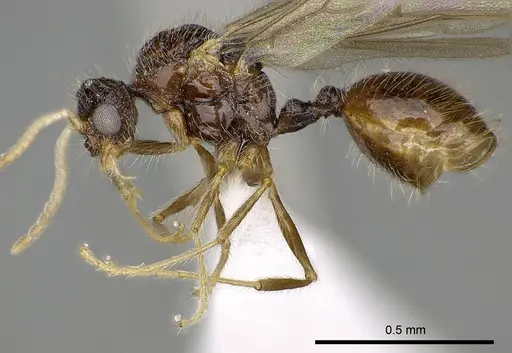 Meranoplus radamae - CASENT0317525