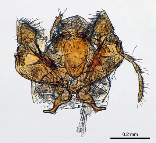 Meranoplus radamae - CASENT0317561