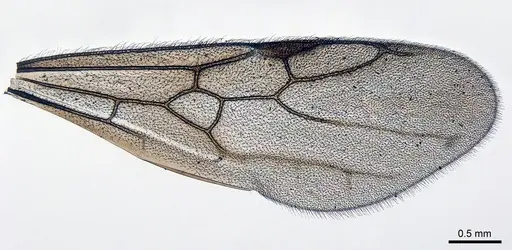 Meranoplus radamae - CASENT0317562