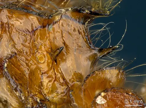 Meranoplus radamae - CASENT0486683