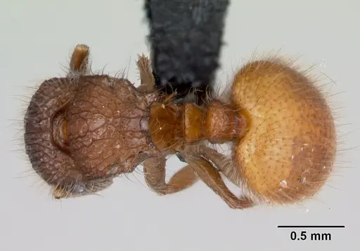 Meranoplus radamae - CASENT0486686