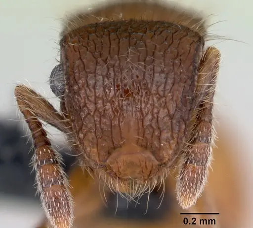 Meranoplus radamae - CASENT0486686