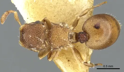 Meranoplus raripilis specimen