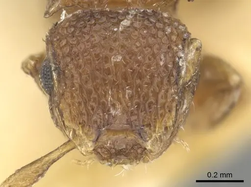 Meranoplus raripilis specimen