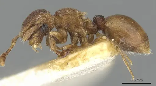 Meranoplus raripilis specimen