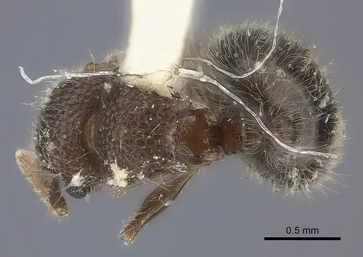 Meranoplus rothneyi specimen