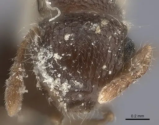 Meranoplus rothneyi specimen