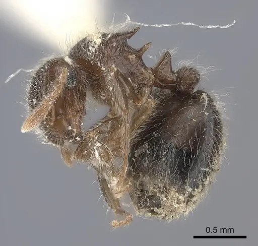 Meranoplus rothneyi specimen