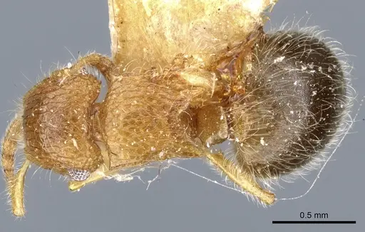 Meranoplus rothneyi - CASENT0904683