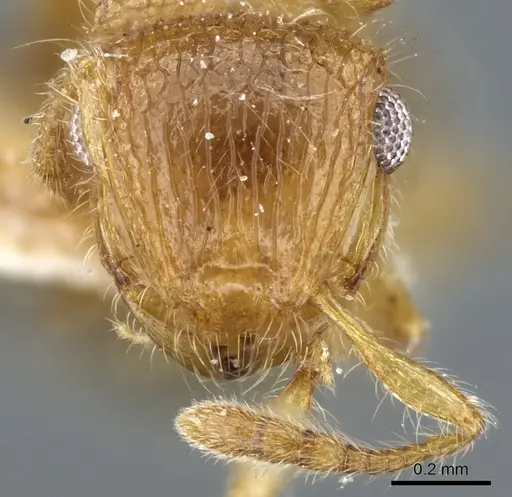 Meranoplus rothneyi - CASENT0904683