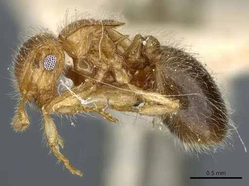 Meranoplus rothneyi - CASENT0904683