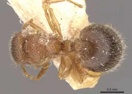 Meranoplus rothneyi - CASENT0908936