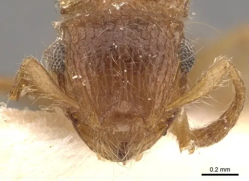 Meranoplus rothneyi - CASENT0908936