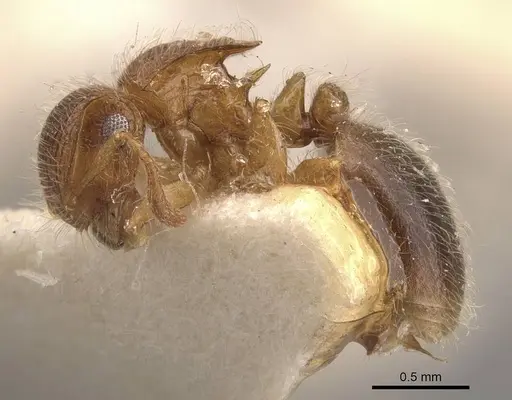 Meranoplus rothneyi - CASENT0908936