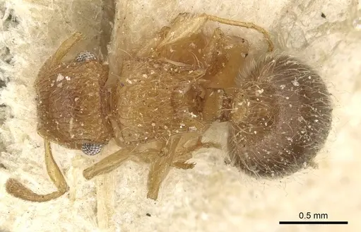 Meranoplus rothneyi - CASENT0915542