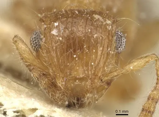 Meranoplus rothneyi - CASENT0915542