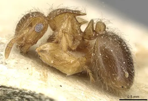 Meranoplus rothneyi - CASENT0915542