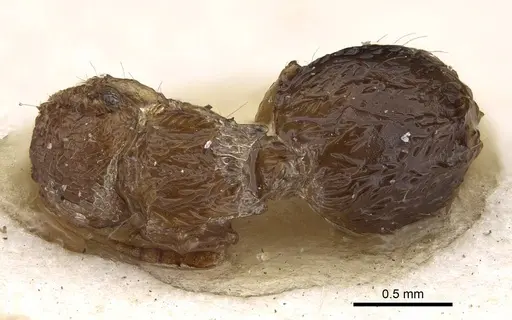 Meranoplus rothneyi - CASENT0922232