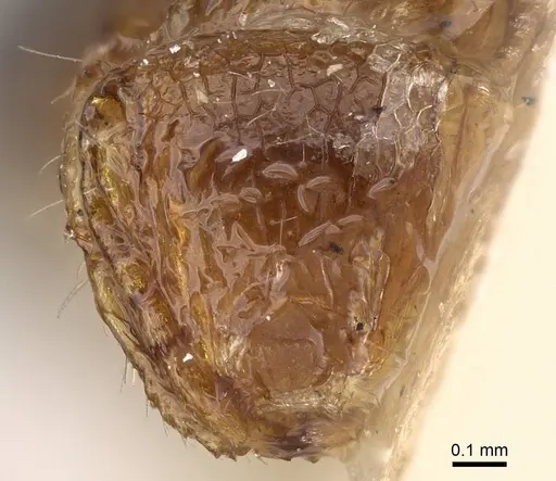 Meranoplus rothneyi - CASENT0922232