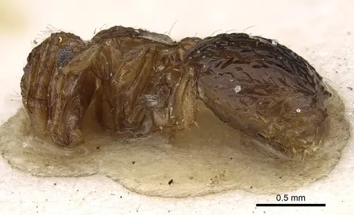 Meranoplus rothneyi - CASENT0922232