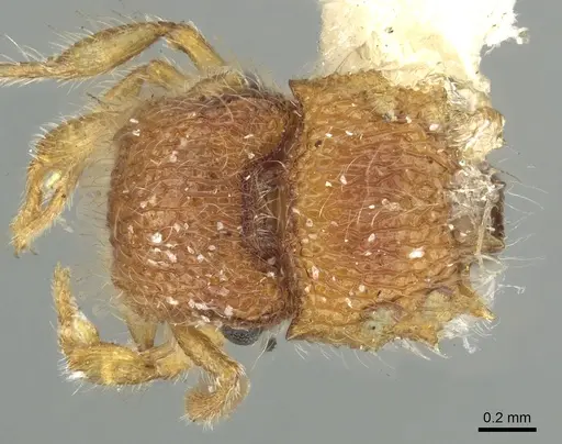 Meranoplus rugosus specimen