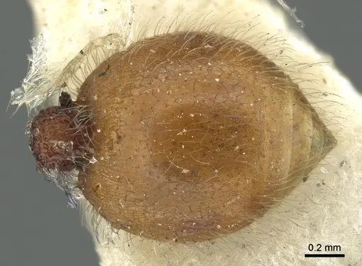 Meranoplus rugosus specimen