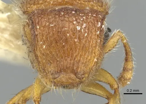 Meranoplus rugosus specimen