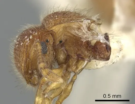 Meranoplus rugosus - CASENT0902052