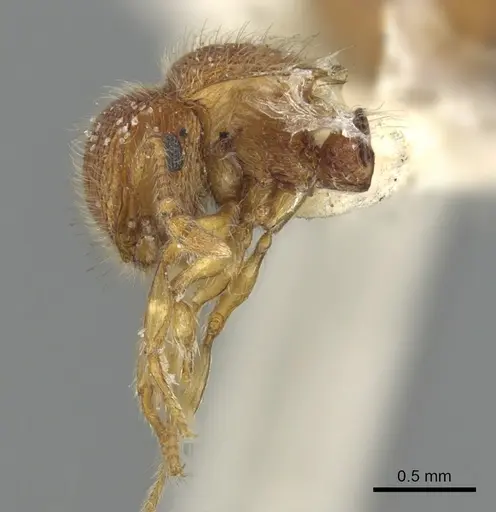 Meranoplus rugosus - CASENT0902052