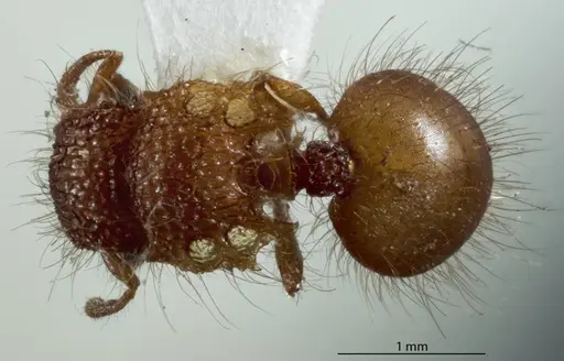 Meranoplus rugosus - JDM32-003382