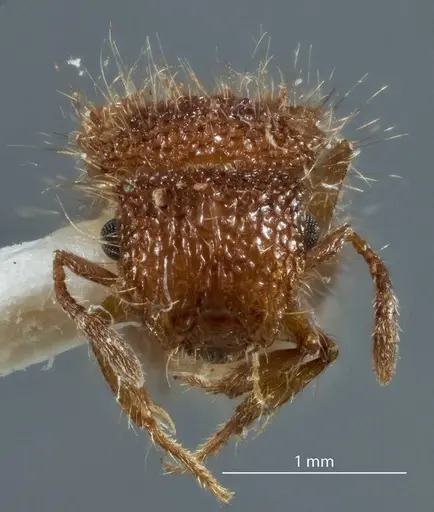 Meranoplus rugosus - JDM32-003382