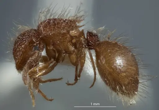 Meranoplus rugosus - JDM32-003382