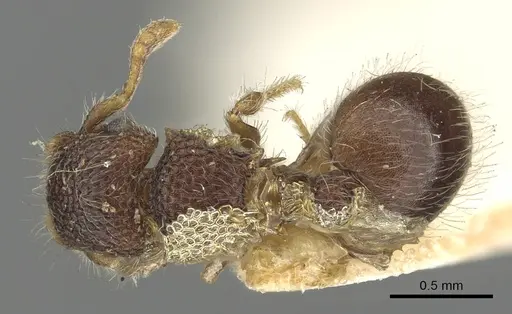 Meranoplus sabronensis specimen