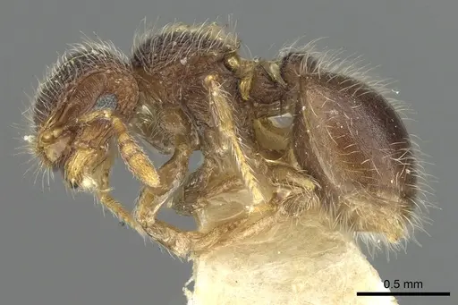 Meranoplus sabronensis specimen