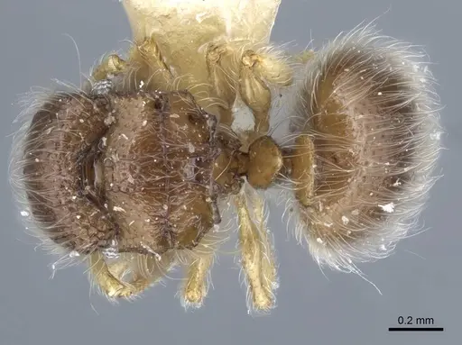 Meranoplus similis specimen