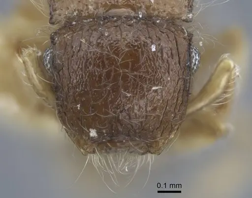 Meranoplus similis specimen