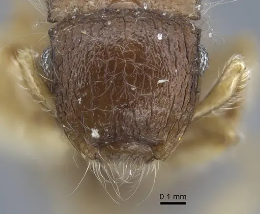 Meranoplus similis specimen