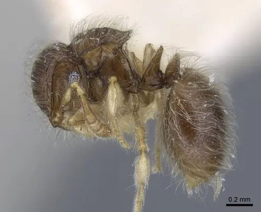 Meranoplus similis - CASENT0917027