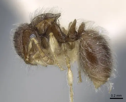 Meranoplus similis - CASENT0917027