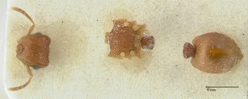 Meranoplus similis - FOCOL1935